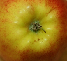 Apfel-Blütenrest-2.jpg